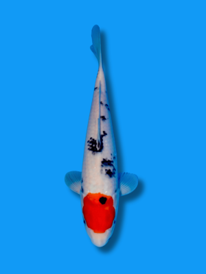 Tancho Sanke | Koi&Co.